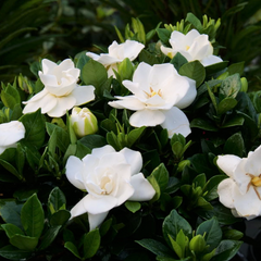 Steady as She Goes® Gardenia ~ Gardenia jasminoides 'Prince Charles' G1
