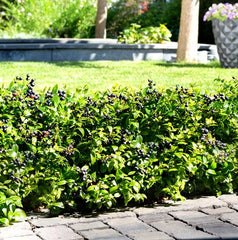 Berrybux® Blueberry ~ Vaccinium ‘ZF08-095’ 19CM