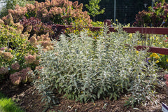 Iceberg Alley® Sageleaf Willow ~ Salix candida 'Jefberg' G3