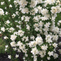 Pearls of Perfume™ Mockorange ~ Philadelphus lewisii x coronarius ‘G15097’ G3