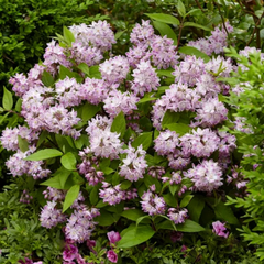 Raspberry Sundae Deutzia ~ Deutzia x 'Low 18' G2