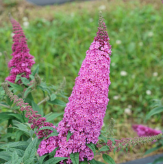 Pugster Pinker® Butterfly Bush ~ Buddleia x 'SMNBDB' G1