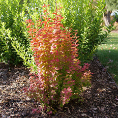 Sunjoy® Orange Pillar Barberry ~ Berberis thunbergii 'Sunjoy® Orange Pillar' G2