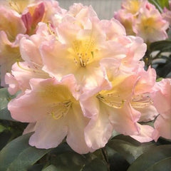 Holden's™ Peach Rhododendron ~ Rhododendron 'HoldenRhodo213' G3