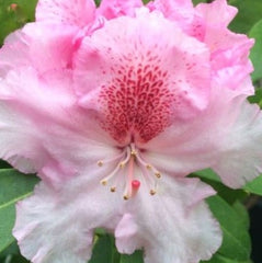 Holden's™ Pink Flare Rhododendron ~ Rhododendron 'HoldenRhodo201' G3