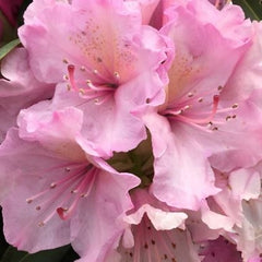 Holden's™ Pink Rhododendron ~ Rhododendron 'HoldenRhodo211' G3
