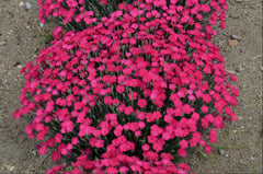 Paint the Town Magenta Pinks ~ Dianthus x 'Paint the Town Magenta' 19CM