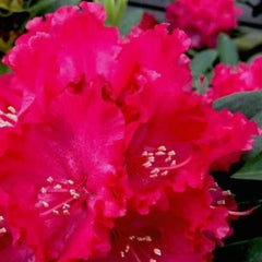 Holden's™ Red Rhododendron ~ Rhododendron 'HoldenRhodo221' G3