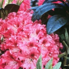 Holden's™ Fuchsia Rhododendron ~ Rhododendron ‘HoldenRhodo212’ G3