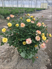 Color Cocktail™ Shrub Rose ~ Rosa x 'Meilowmye' G3