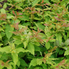 Kodiak® Fresh™ Bush Honeysuckle ~ Diervilla splendens 'SMNDSS' G3