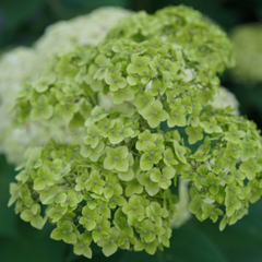 Invincibelle Sublime™ Smooth Hydrangea ~ Hydrangea arborescens 'SMNHRL' G3