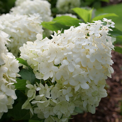 Puffer Fish® Panicle Hydrangea ~ Hydrangea paniculata 'NCHP1' G3