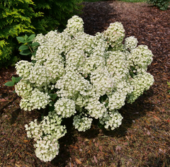 Tiny Quick Fire® Panicle Hydrangea ~ Hydrangea paniculata 'SMNHPSB' G2
