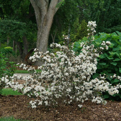 Wine & Spirits® Weigela ~ Weigela florida 'SMNWFGC' G3