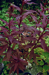 Black Truffle Cardinal Flower ~ Lobelia cardinalis 'Black Truffle' 19CM