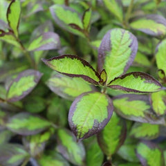 Vinho Verde® Weigela ~ Weigela florida 'SMNWFBGV' G3