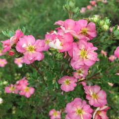 Happy Face Hearts® Potentilla ~ Potentilla fruticosa G2