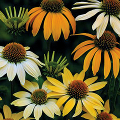 Mellow Yellows Coneflower ~ Echinacea purpurea 'Mellow Yellows'  G1