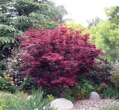 Red Leaf Japanese Maple ~ Acer palmatum 'Atropurpureum'  G2 18"