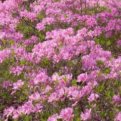 Lilac Lights Azalea ~ Rhododendron 'Lilac Lights' G3