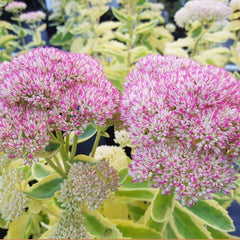 Frosted Fire Stonecrop ~ Sedum 19CM