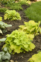 Primo® 'Pistachio Ambrosia' Coral Bells ~ Heuchera x '35744' G1
