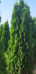 Full Speed A Hedge® Thin Man Arborvitae ~ Thuja occidentalis 'SMTOTM' G3