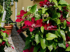Jie™ Clematis ~ Clematis x 'Evipo084' 19CM