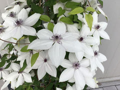 Tsukiko™ Clematis ~ Clematis x 'Evipo110' 19CM