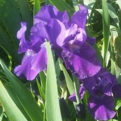 Halston Reblooming Bearded Iris ~ Iris germanica 'Halston' 19CM