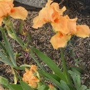 Many Mahalos Reblooming Bearded Iris ~ Iris germanica 'Many Mahalos' 19CM