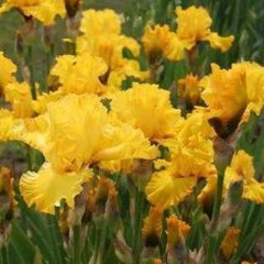 Pure as Gold Reblooming Bearded Iris ~ Iris germanica 'Pure as Gold' 19CM