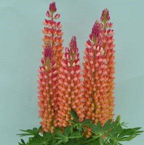 Staircase™ Orange Lupine ~ Lupinus polyphyllus PF600