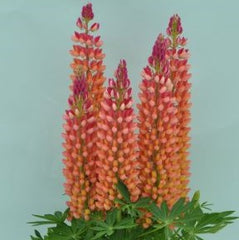 Staircase™ Orange Lupine ~ Lupinus polyphyllus PF600