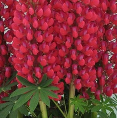 Staircase™ Red Lupine ~ Lupinus polyphyllus PF600