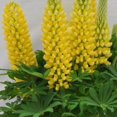 Staircase™ Yellow Lupine ~ Lupinus polyphyllus PF600
