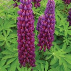 Westcountry™ Masterpiece Lupine ~ Lupinus polyphyllus PF600