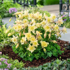 Earlybird™ Yellow Columbine ~ Aquilegia x 'Earlybird Yellow' 19CM