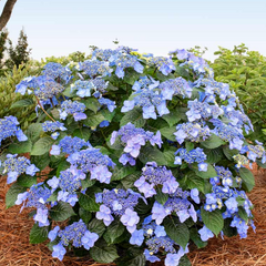 Pop Star® Reblooming Hydrangea ~ Hydrangea macrophylla 'Bailmacsix' G3 FCD