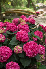 Summer Crush® Reblooming Hydrangea ~ Hydrangea macrophylla 'Bailmacfive' G3 FCD