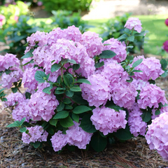 Let's Dance Sky View® Continuous Blooming Hydrangea ~ Hydrangea macrophylla × serrata 'SMNHSME' G3 FCD