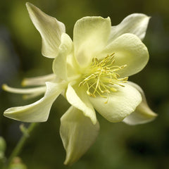 Kirigami™ Yellow Columbine ~ Aquilegia caerulea 'Yellow' 19CM