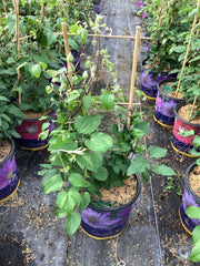 The Duchess of Cornwall™ ~ Clematis x 'Evipo118' 19CM