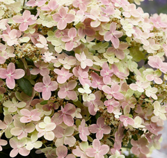 Early Evolution Hydrangea ~ Hydrangea paniculata 'AJ14' G3