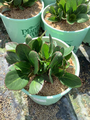 Early Brilliance™ Magenta Elephant Ears ~ Bergenia x 'Magenta' 19CM