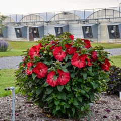 Summerific® Valentine's Crush Rose Mallow ~ Hibiscus x G2