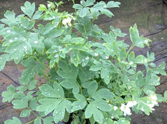Alba Bleeding Heart ~ Dicentra spectabilis 'Alba' 19CM