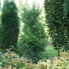 Squeeze Box® Inkberry Holly ~ Ilex glabra 'SMNIGLA' G3