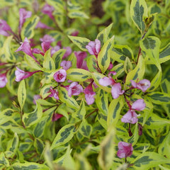 Bubbly Wine® Weigela ~ Weigela florida 'FLORACLAR' G3